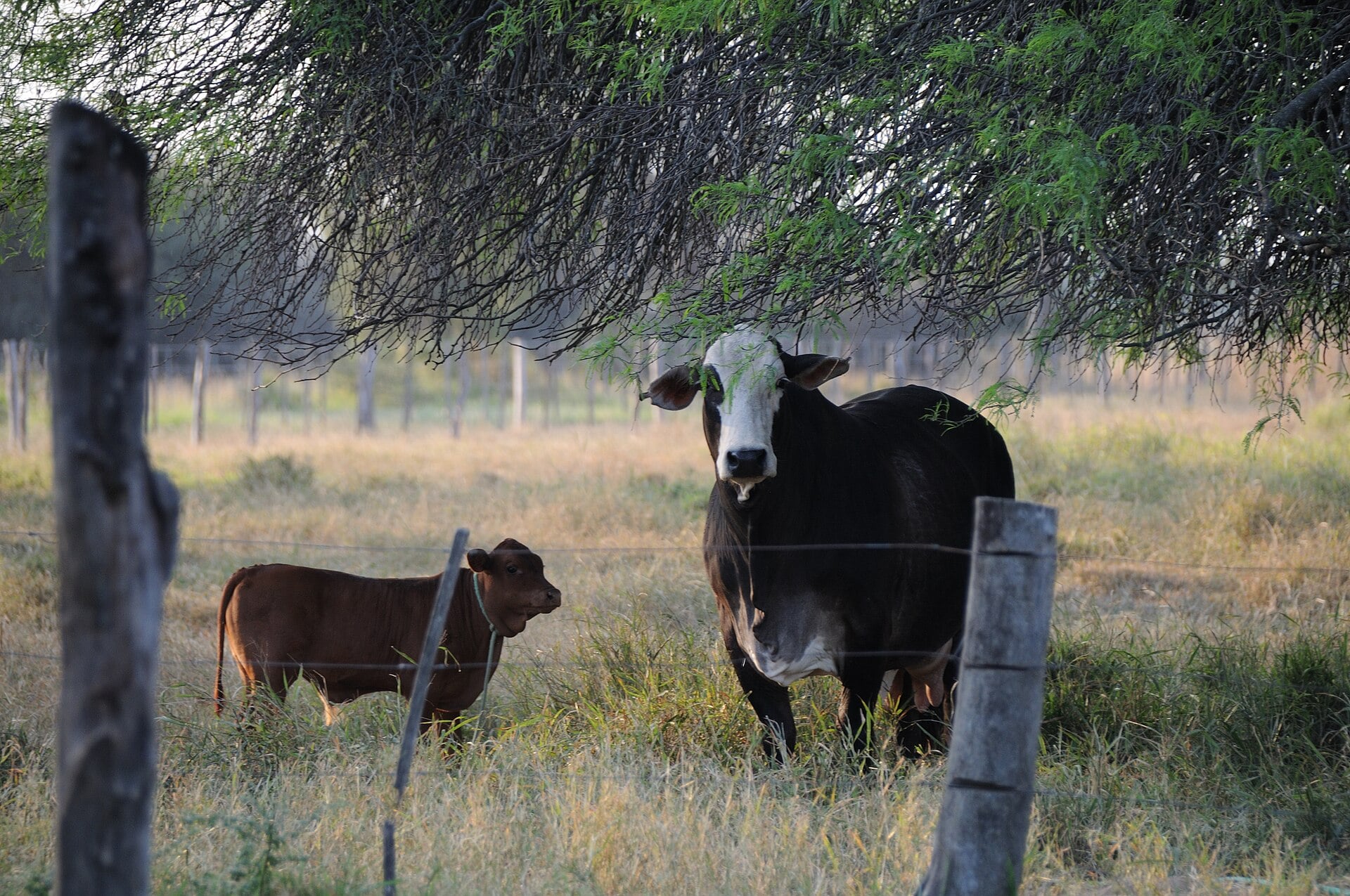 Paraguay Producer Prices Fall 0.8% in a Year